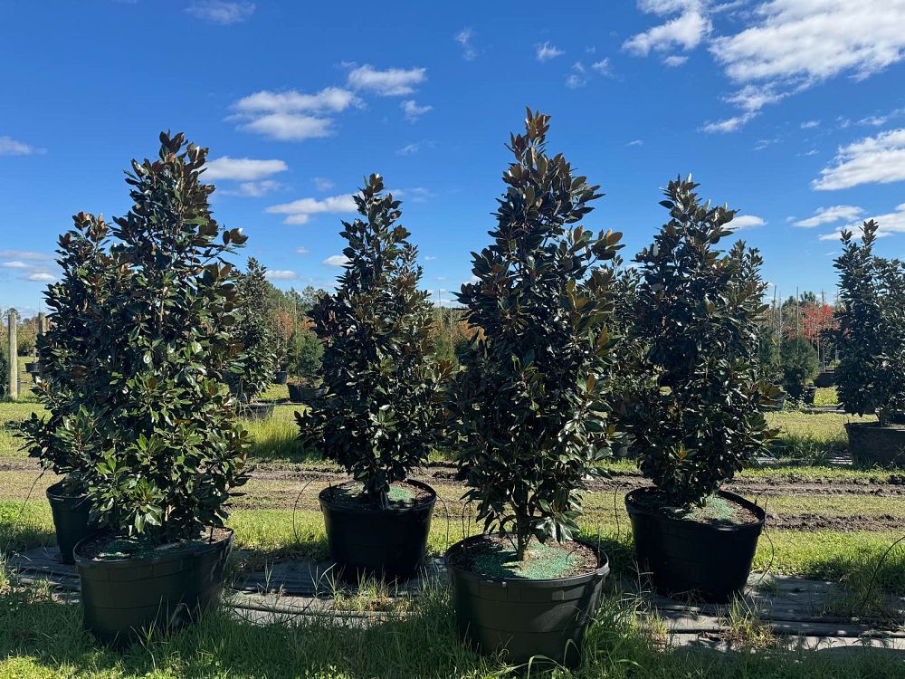 magnolia-grandiflora-little-gem-southern-magnolia-little-gem-southern-magnolia