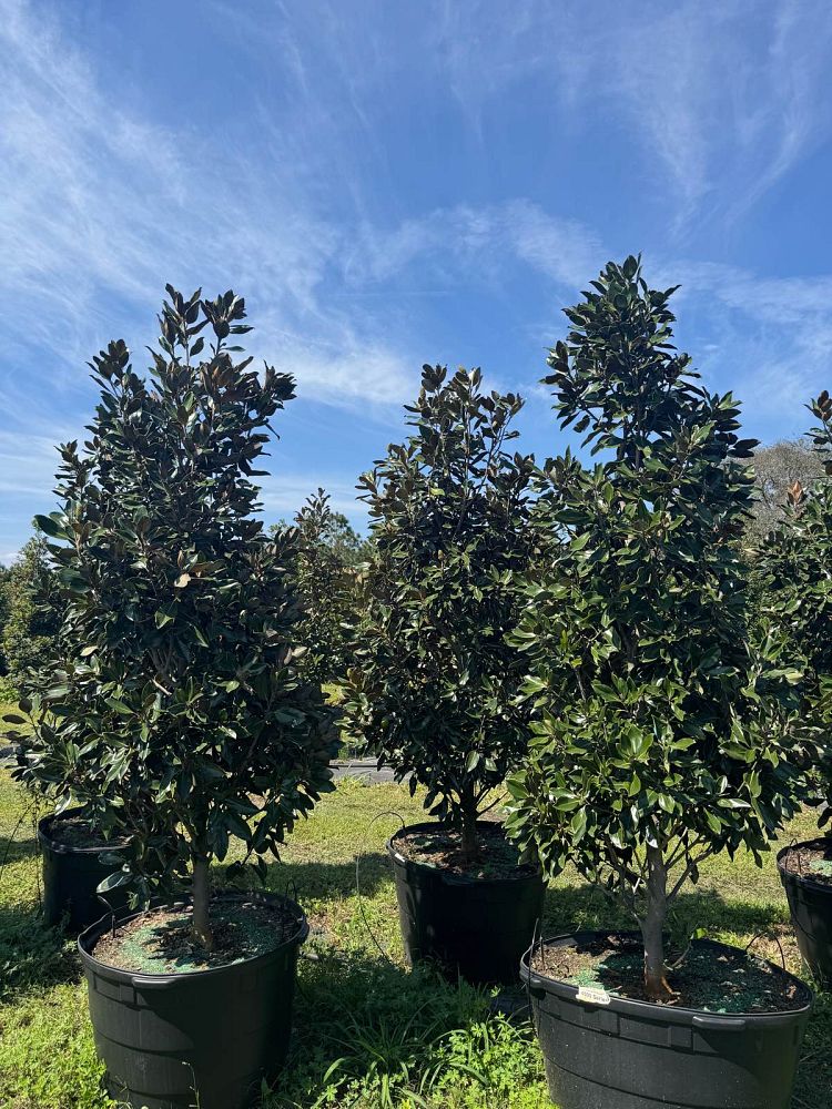 magnolia-grandiflora-little-gem-southern-magnolia-little-gem-southern-magnolia
