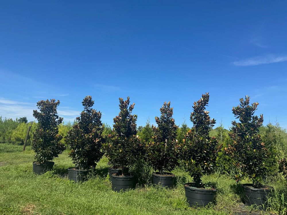 magnolia-grandiflora-little-gem-southern-magnolia-little-gem-southern-magnolia