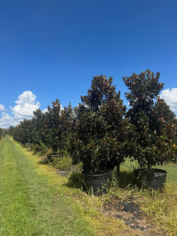 magnolia-grandiflora-little-gem-southern-magnolia-little-gem-southern-magnolia