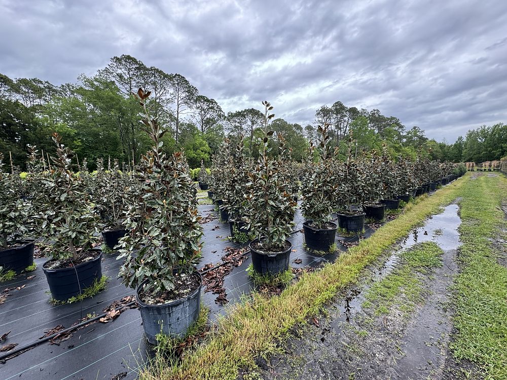 magnolia-grandiflora-little-gem-southern-magnolia-little-gem-southern-magnolia