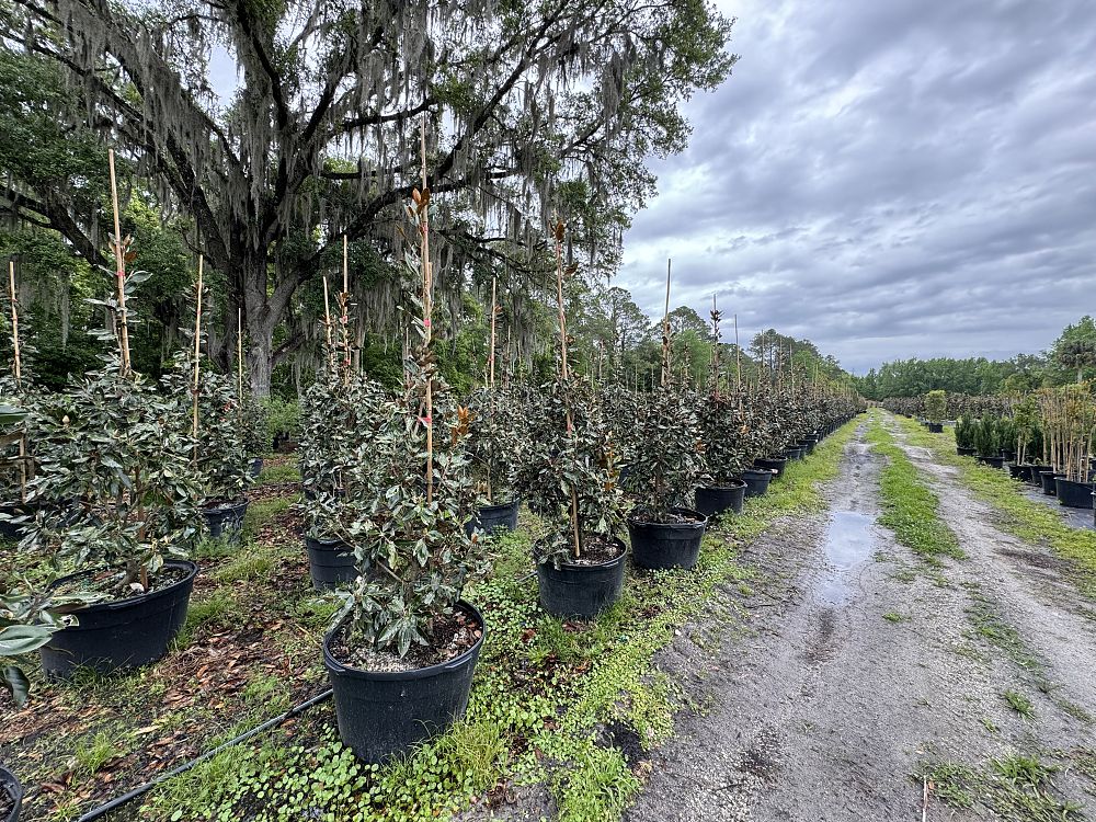 magnolia-grandiflora-little-gem-southern-magnolia-little-gem-southern-magnolia