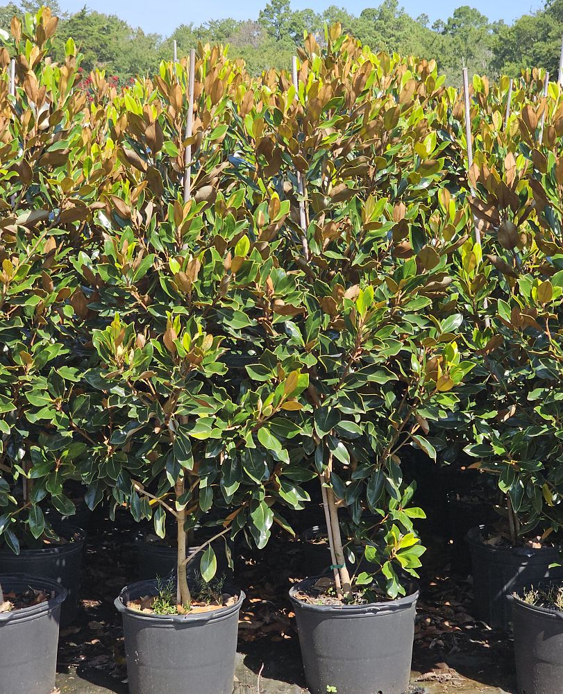 magnolia-grandiflora-little-gem-southern-magnolia-little-gem-southern-magnolia