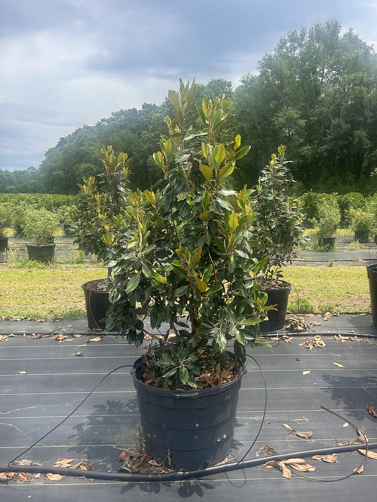 magnolia-grandiflora-little-gem-southern-magnolia-little-gem-southern-magnolia