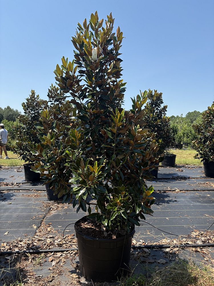 magnolia-grandiflora-little-gem-southern-magnolia-little-gem-southern-magnolia