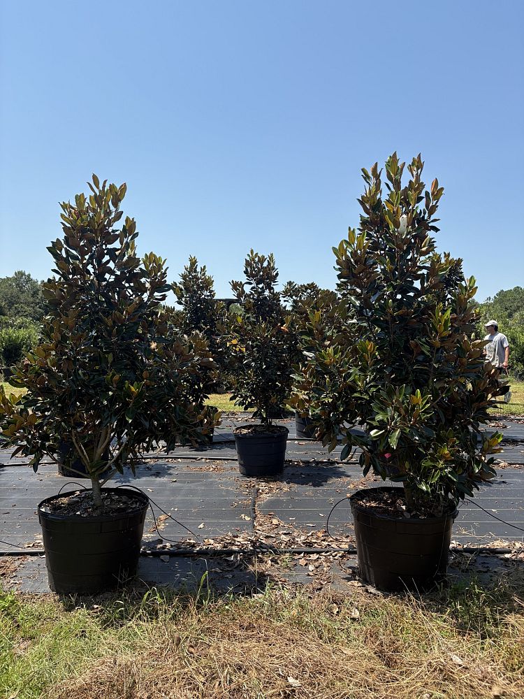 magnolia-grandiflora-little-gem-southern-magnolia-little-gem-southern-magnolia