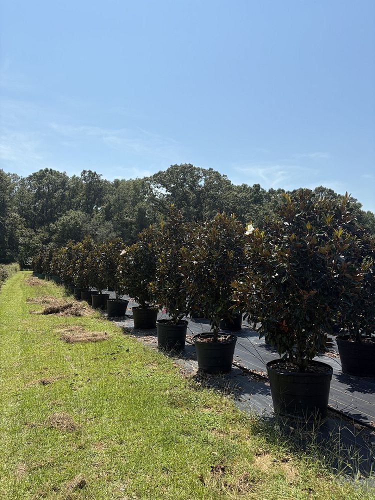 magnolia-grandiflora-little-gem-southern-magnolia-little-gem-southern-magnolia
