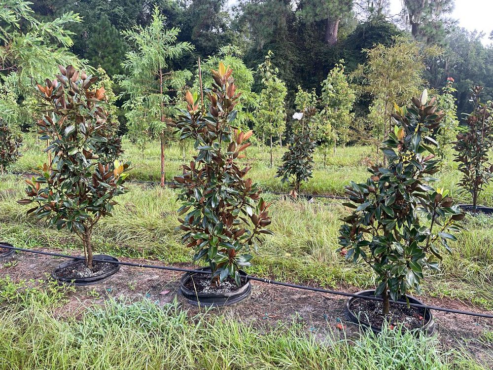 magnolia-grandiflora-little-gem-southern-magnolia-little-gem-southern-magnolia
