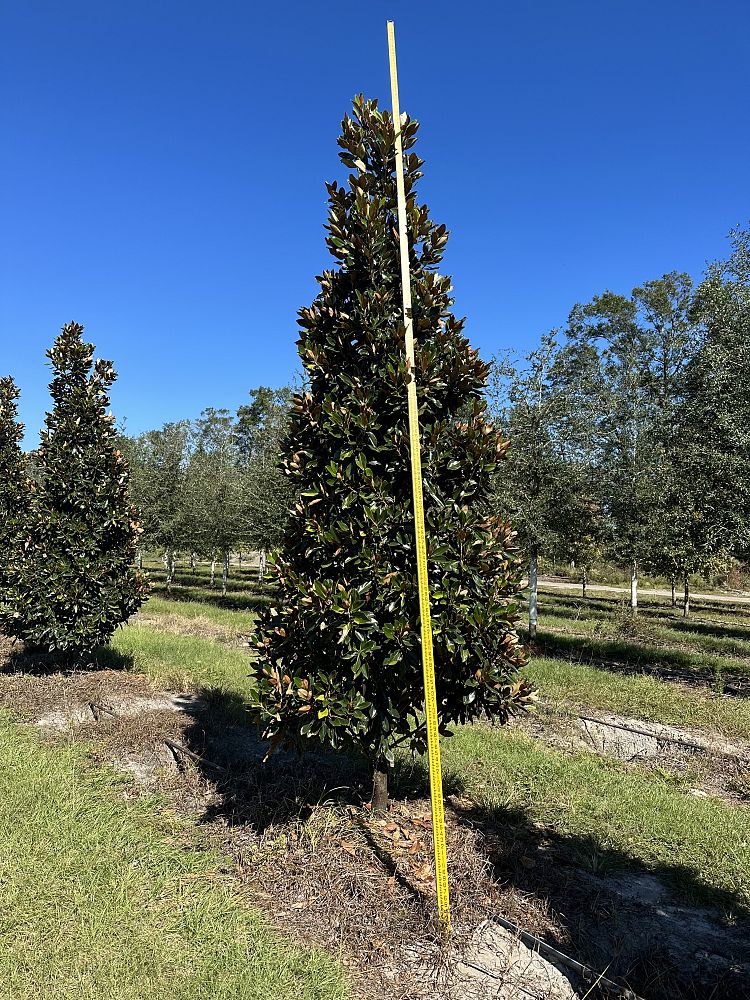 magnolia-grandiflora-little-gem-southern-magnolia-little-gem-southern-magnolia