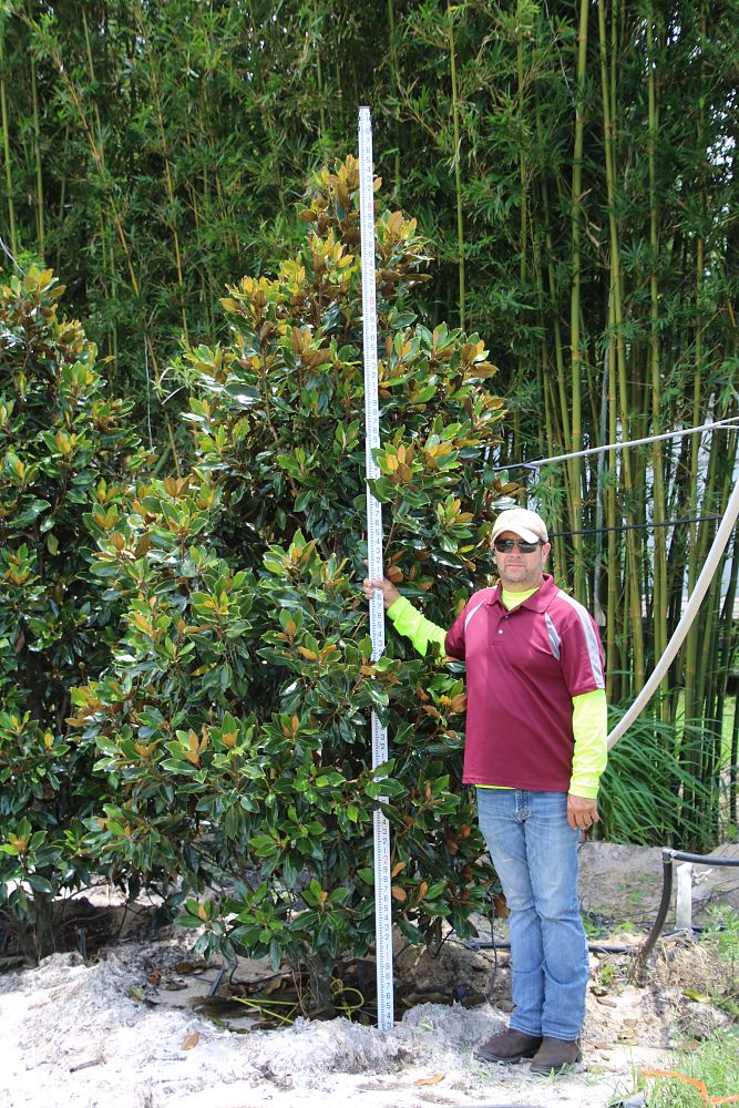 magnolia-grandiflora-little-gem-southern-magnolia-little-gem-southern-magnolia