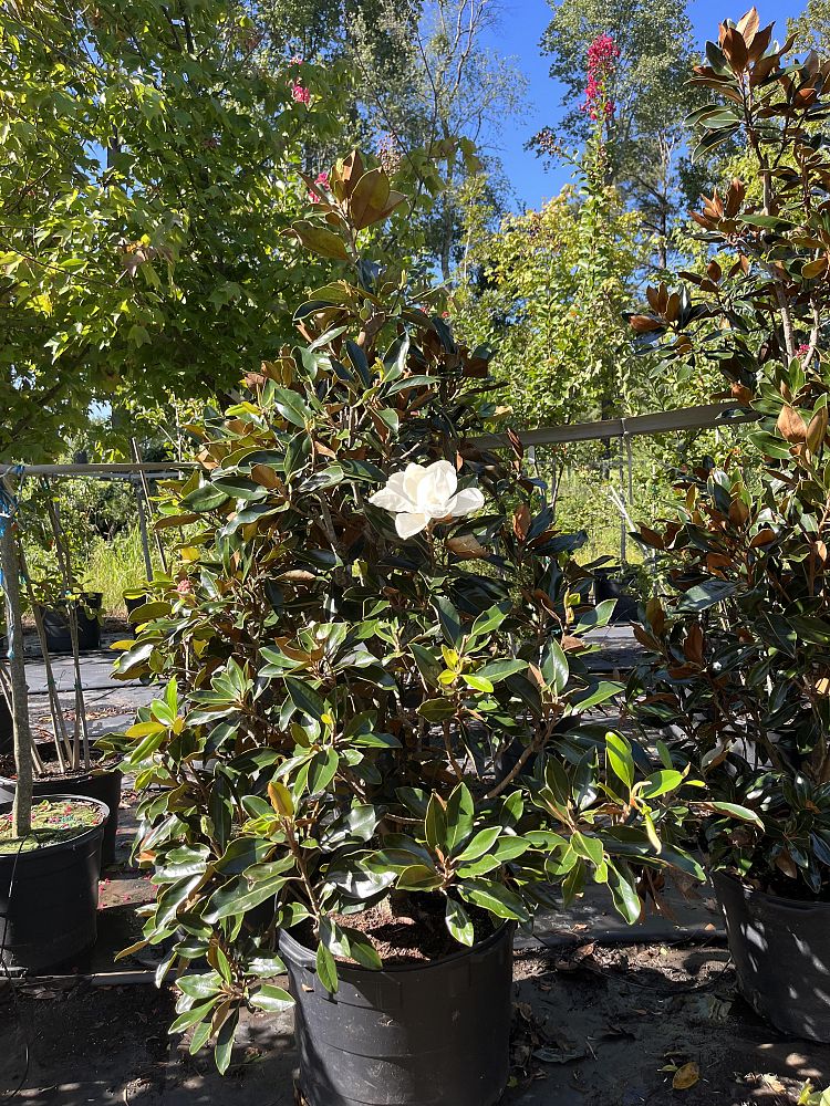 magnolia-grandiflora-little-gem-southern-magnolia-little-gem-southern-magnolia