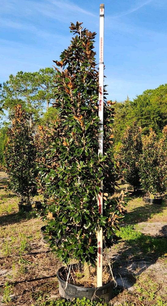 magnolia-grandiflora-little-gem-southern-magnolia-little-gem-southern-magnolia