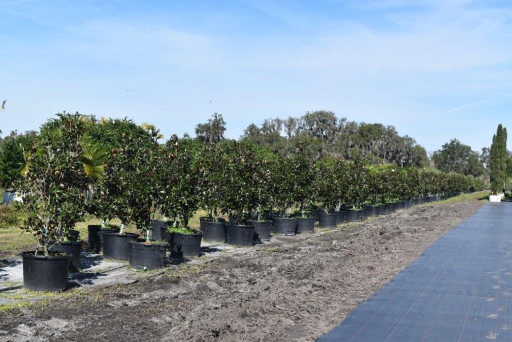 magnolia-grandiflora-little-gem-southern-magnolia-little-gem-southern-magnolia