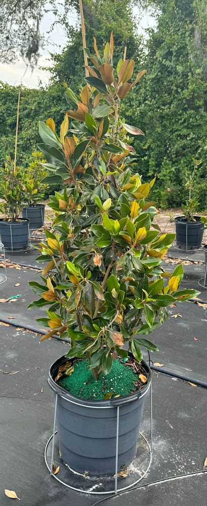 magnolia-grandiflora-little-gem-southern-magnolia-little-gem-southern-magnolia