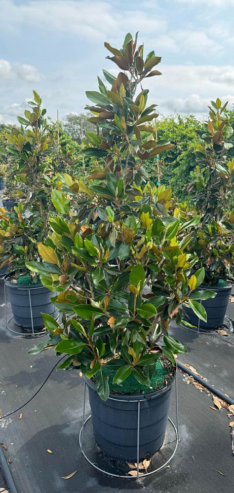 magnolia-grandiflora-little-gem-southern-magnolia-little-gem-southern-magnolia