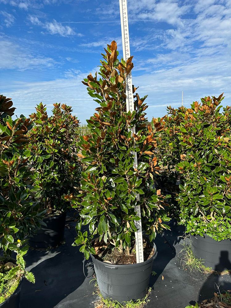 magnolia-grandiflora-little-gem-southern-magnolia-little-gem-southern-magnolia