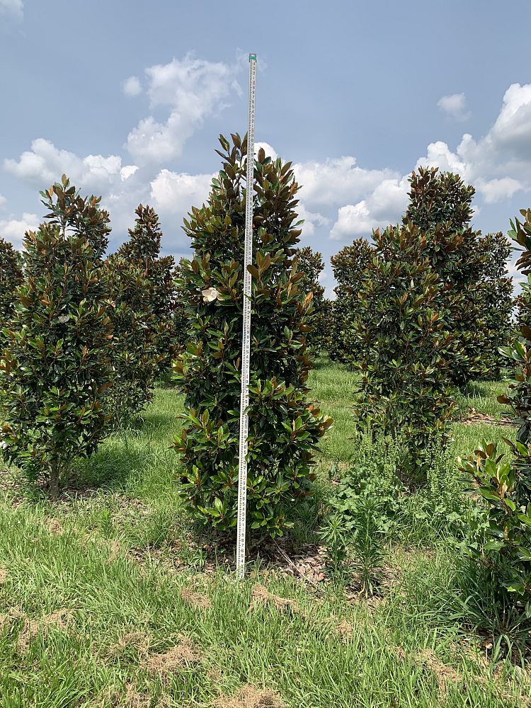 magnolia-grandiflora-little-gem-southern-magnolia-little-gem-southern-magnolia