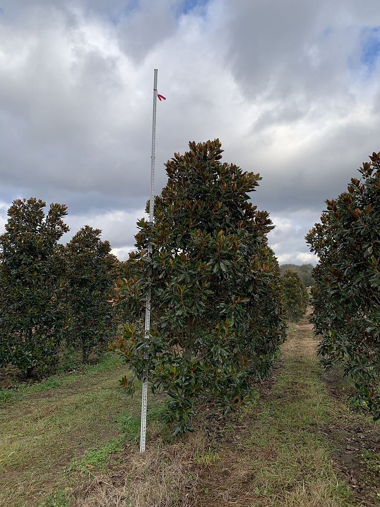 magnolia-grandiflora-little-gem-southern-magnolia-little-gem-southern-magnolia