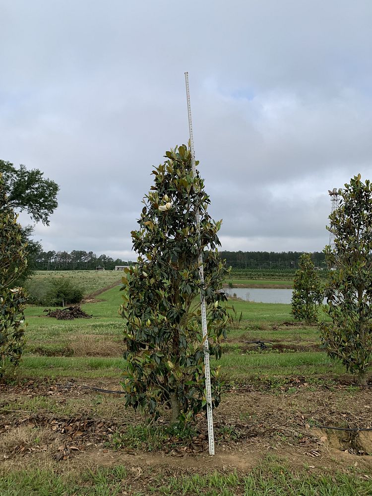 magnolia-grandiflora-little-gem-southern-magnolia-little-gem-southern-magnolia