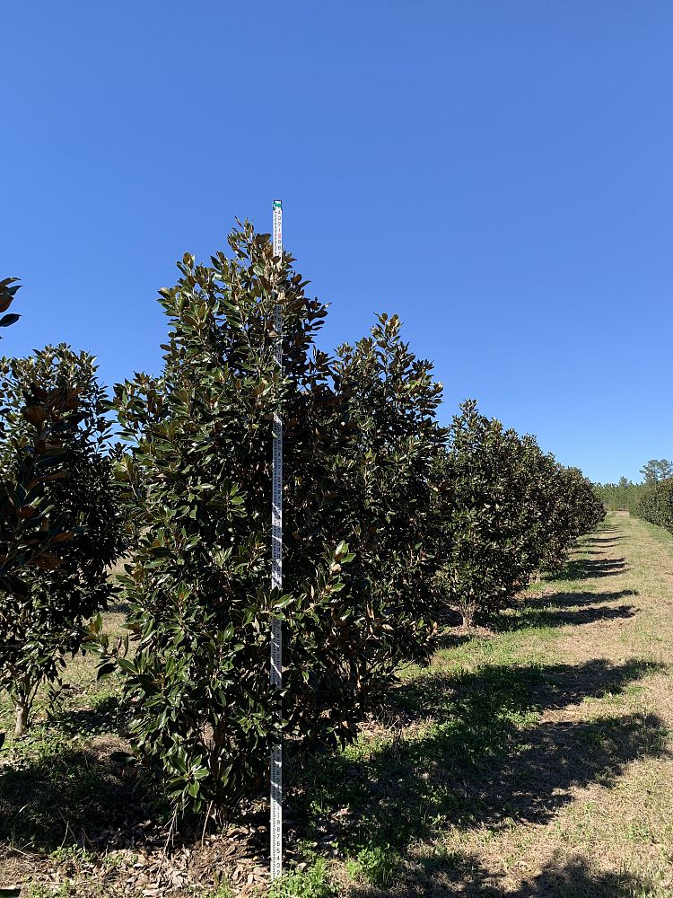 magnolia-grandiflora-little-gem-southern-magnolia-little-gem-southern-magnolia