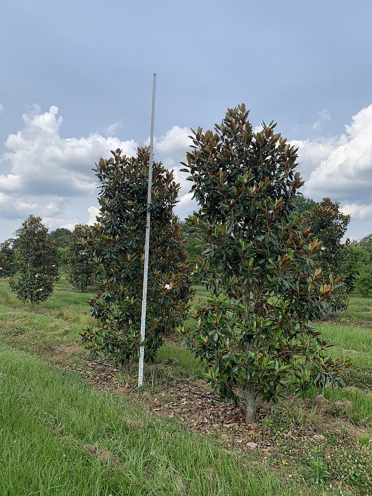 magnolia-grandiflora-little-gem-southern-magnolia-little-gem-southern-magnolia