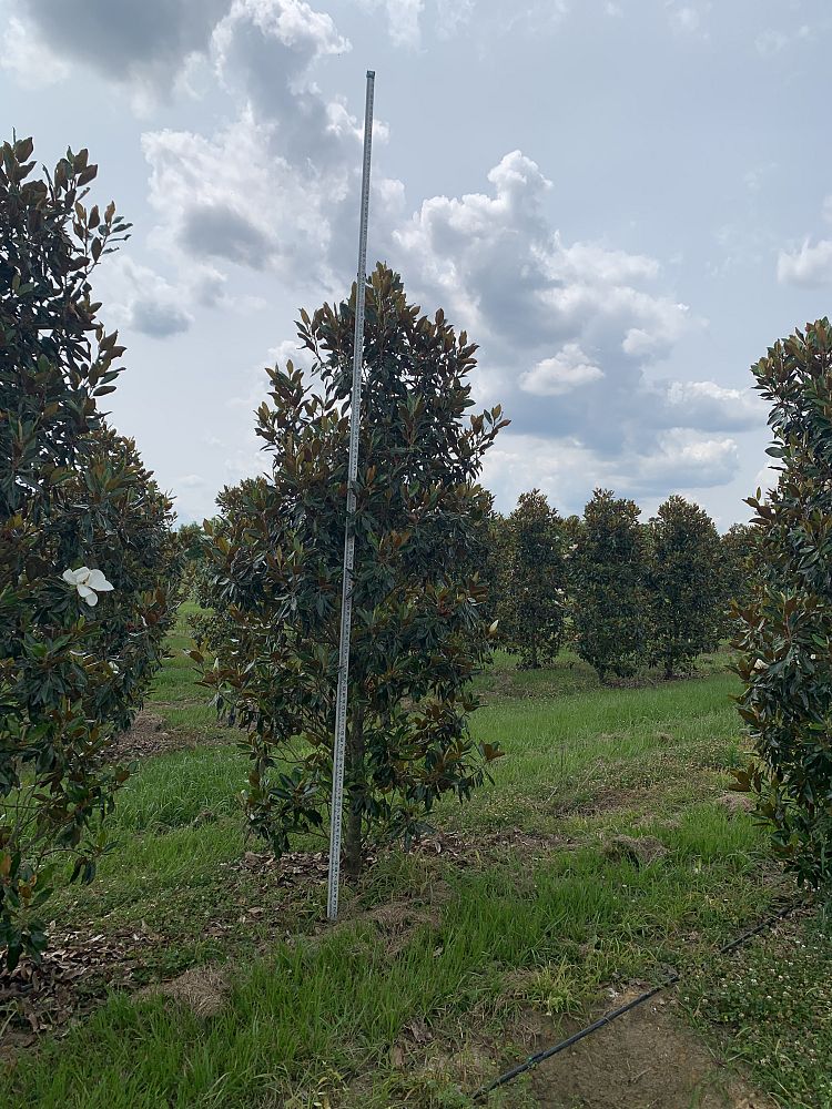 magnolia-grandiflora-little-gem-southern-magnolia-little-gem-southern-magnolia
