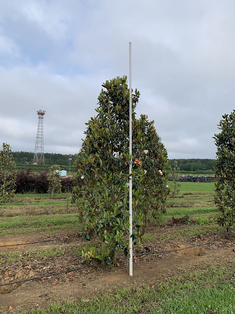 magnolia-grandiflora-little-gem-southern-magnolia-little-gem-southern-magnolia