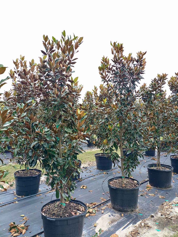 magnolia-grandiflora-little-gem-southern-magnolia-little-gem-southern-magnolia