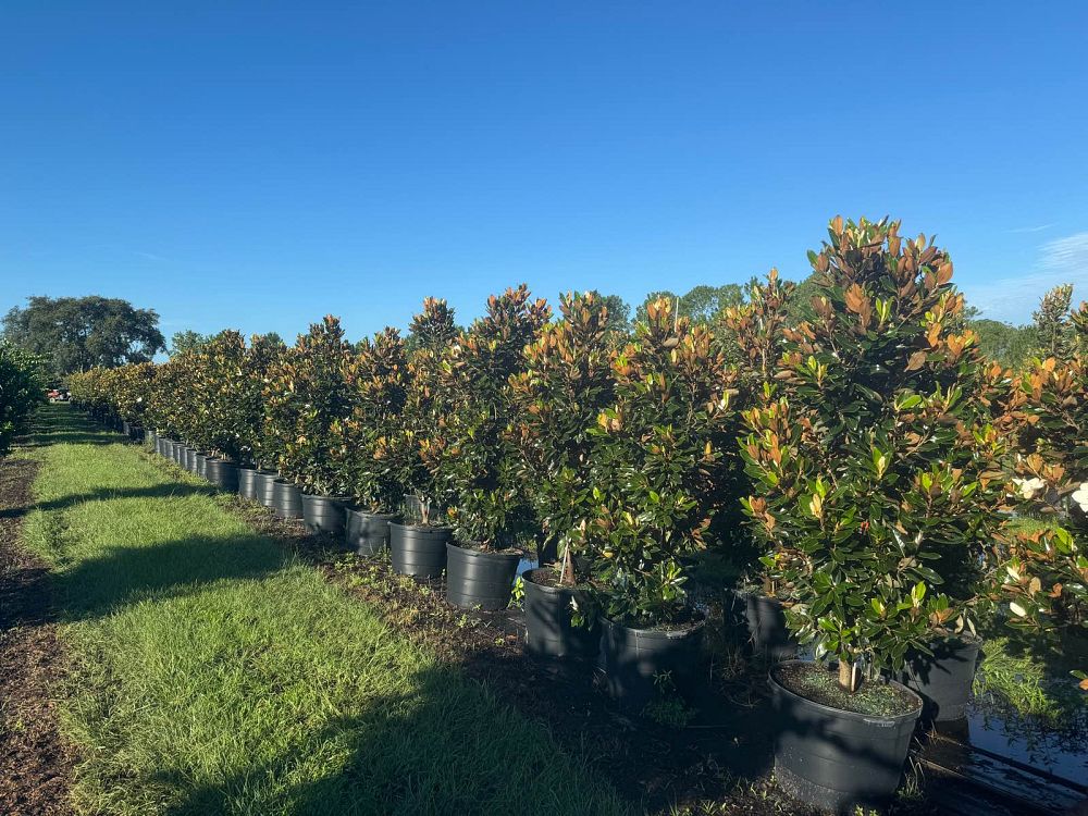 magnolia-grandiflora-little-gem-southern-magnolia-little-gem-southern-magnolia