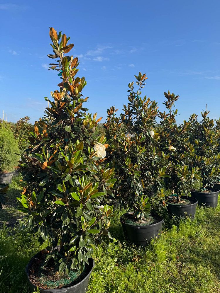 magnolia-grandiflora-little-gem-southern-magnolia-little-gem-southern-magnolia