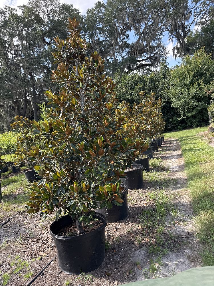 magnolia-grandiflora-little-gem-southern-magnolia-little-gem-southern-magnolia