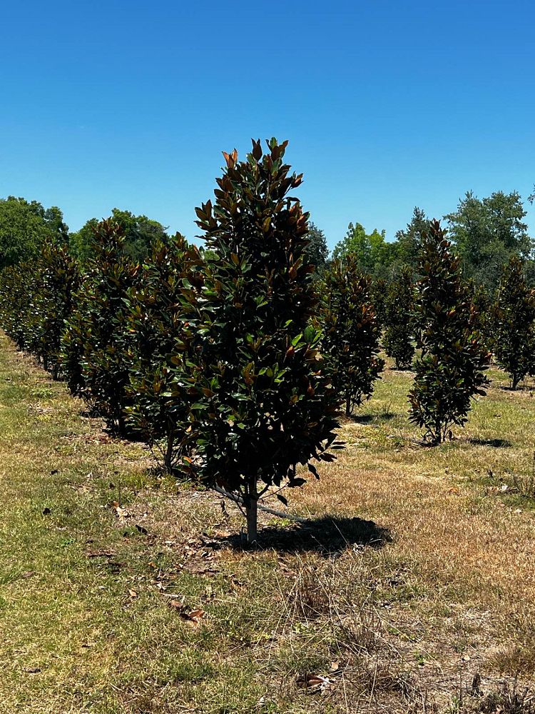 magnolia-grandiflora-little-gem-southern-magnolia-little-gem-southern-magnolia
