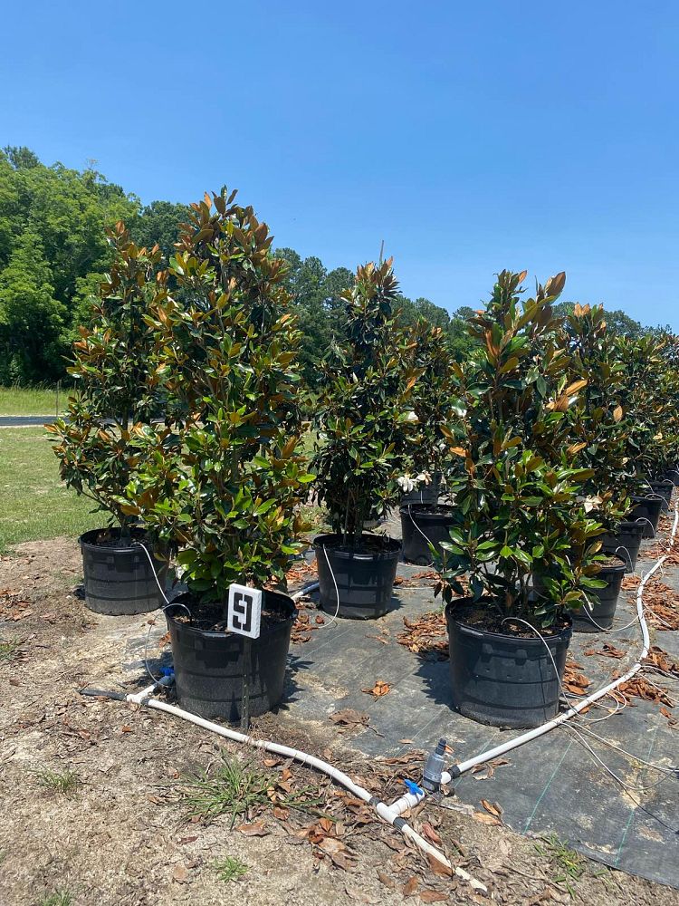 magnolia-grandiflora-little-gem-southern-magnolia-little-gem-southern-magnolia