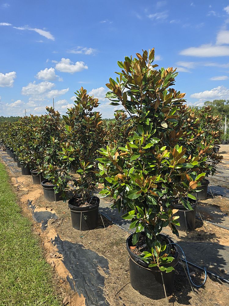 magnolia-grandiflora-little-gem-southern-magnolia-little-gem-southern-magnolia