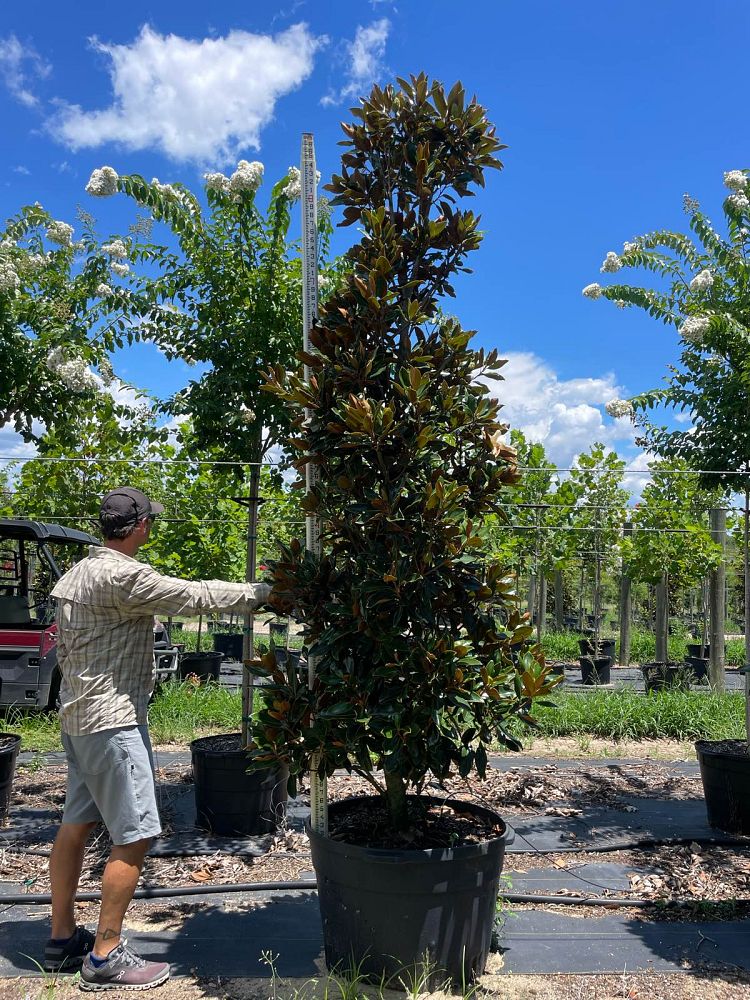 magnolia-grandiflora-little-gem-southern-magnolia-little-gem-southern-magnolia