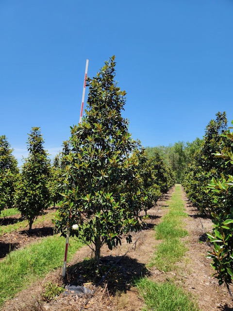magnolia-grandiflora-little-gem-southern-magnolia-little-gem-southern-magnolia