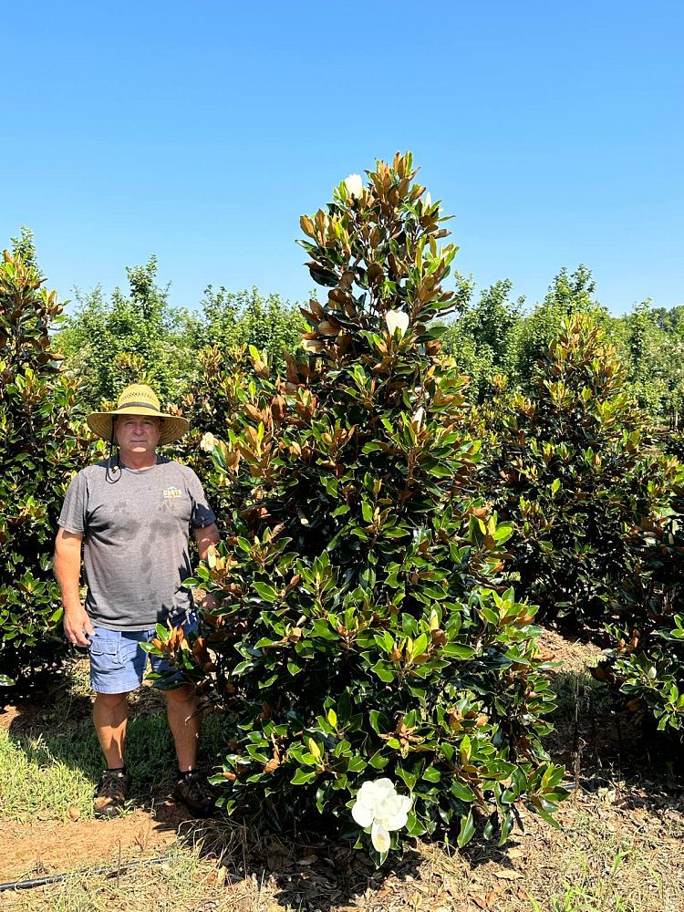 magnolia-grandiflora-little-gem-southern-magnolia-little-gem-southern-magnolia