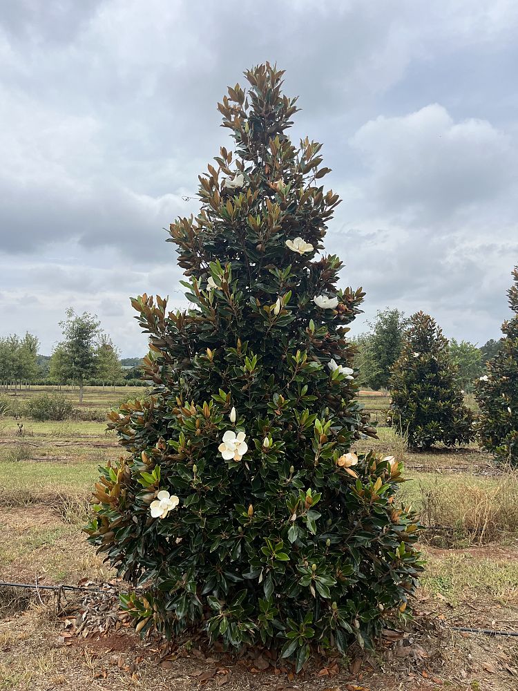 magnolia-grandiflora-little-gem-southern-magnolia-little-gem-southern-magnolia
