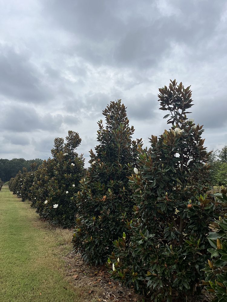 magnolia-grandiflora-little-gem-southern-magnolia-little-gem-southern-magnolia