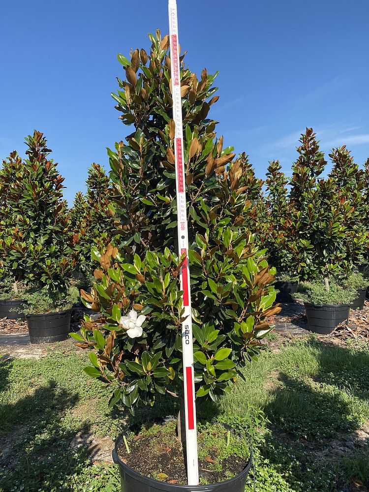 magnolia-grandiflora-little-gem-southern-magnolia-little-gem-southern-magnolia
