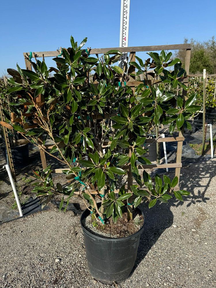 magnolia-grandiflora-little-gem-southern-magnolia-little-gem-southern-magnolia