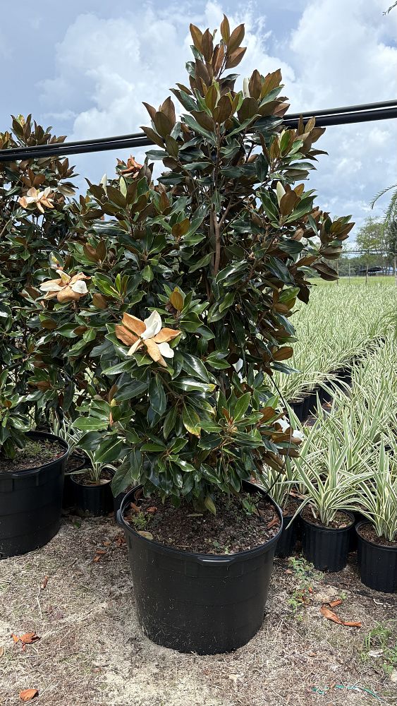 magnolia-grandiflora-little-gem-southern-magnolia-little-gem-southern-magnolia