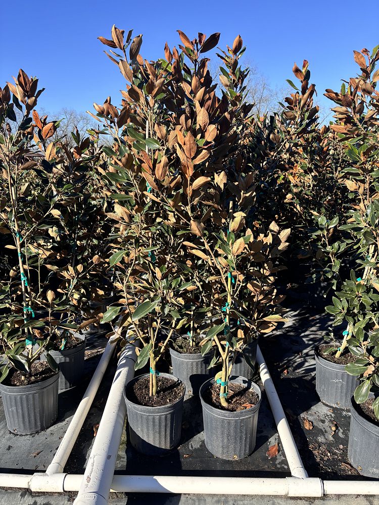 magnolia-grandiflora-little-gem-southern-magnolia-little-gem-southern-magnolia