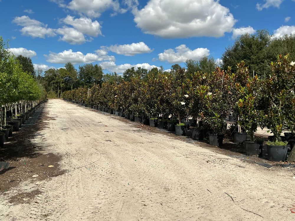 magnolia-grandiflora-little-gem-southern-magnolia-little-gem-southern-magnolia