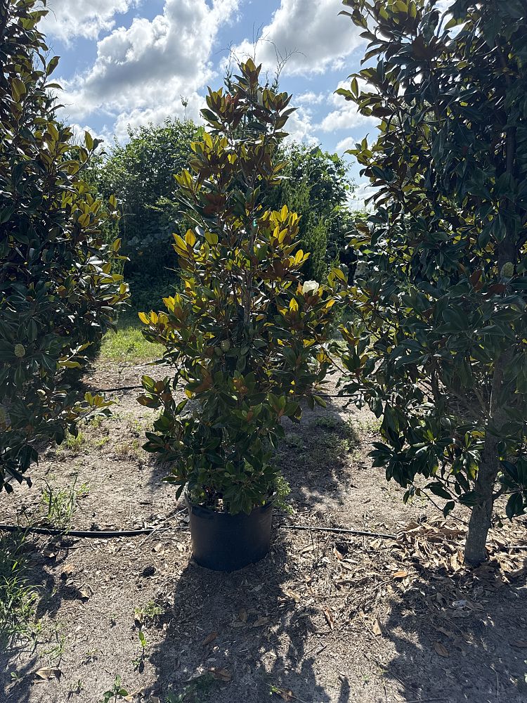 magnolia-grandiflora-little-gem-southern-magnolia-little-gem-southern-magnolia
