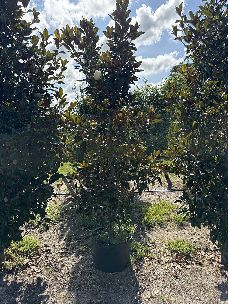 magnolia-grandiflora-little-gem-southern-magnolia-little-gem-southern-magnolia