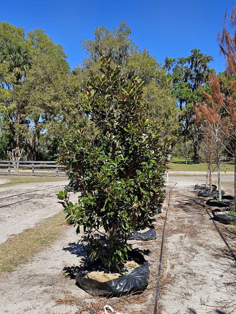 magnolia-grandiflora-little-gem-southern-magnolia-little-gem-southern-magnolia