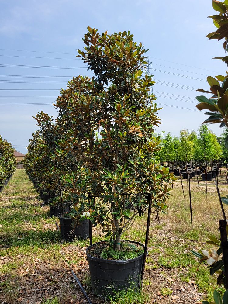magnolia-grandiflora-little-gem-southern-magnolia-little-gem-southern-magnolia