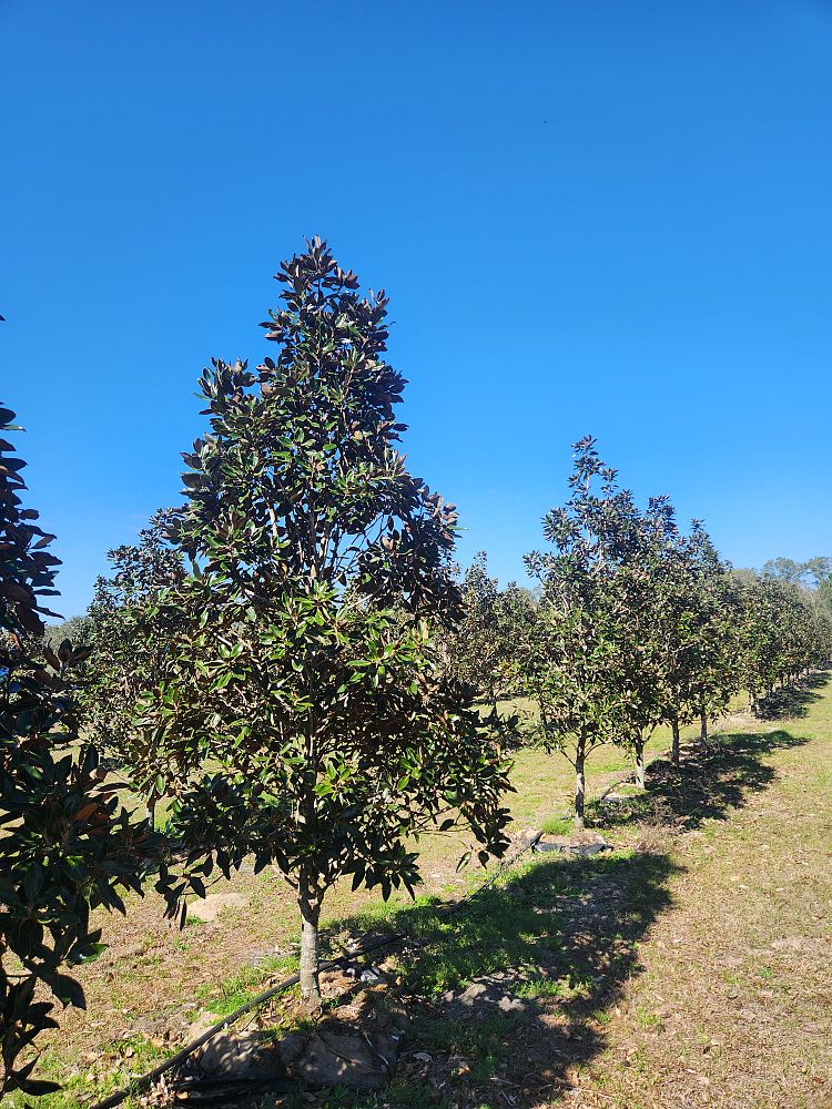 magnolia-grandiflora-little-gem-southern-magnolia-little-gem-southern-magnolia