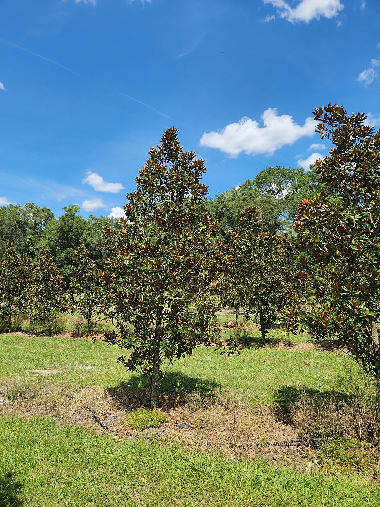 magnolia-grandiflora-little-gem-southern-magnolia-little-gem-southern-magnolia